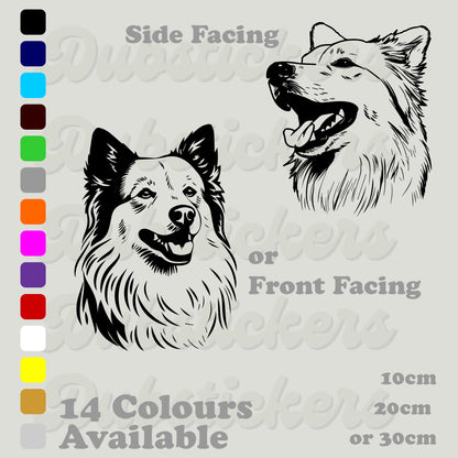 American Eskimo head front and side facing